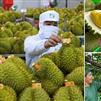 Sầu riêng Việt Nam: Kiểm soát vùng trồng, nâng chất lượng để mở rộng thị trường